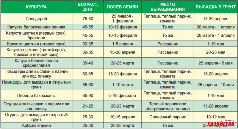 В ленинградской области можно сажать. Сроки высева семян на рассаду. Сроки посадки семян на рассаду. Сроки посадки помидор на рассаду. Сроки посева рассады.