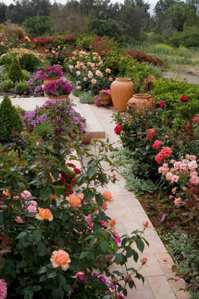 Кустовая мелкоцветковая роза. лучшие сорта кустовых роз для сада и правила их выращивания | дачная жизнь