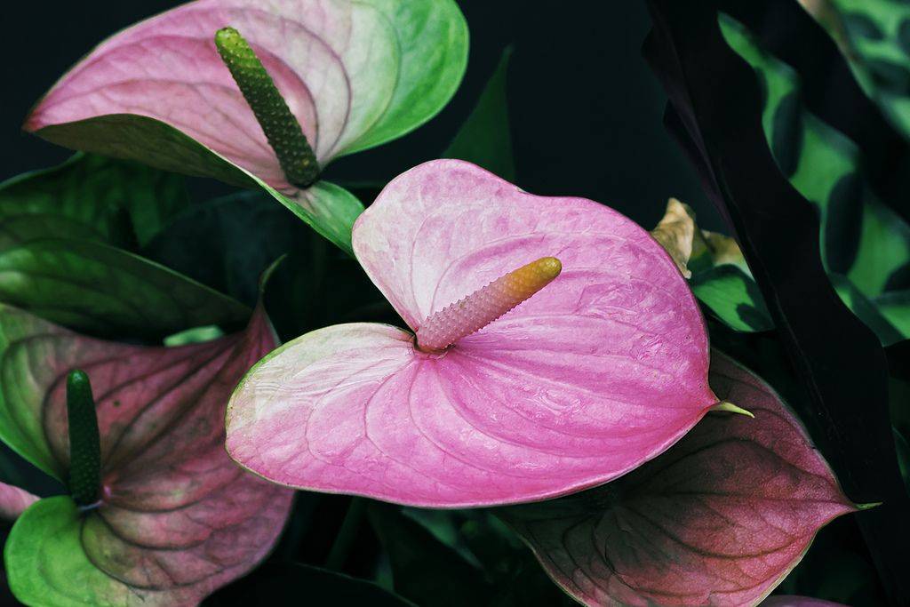 Цветок антуриум – капризный тропический красавец