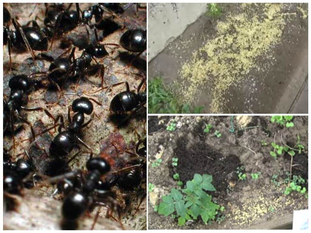Как избавиться от муравьев в доме и квартире