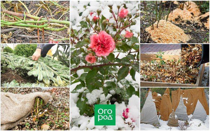 Розы укрытие на зиму и обрезка | сад и огород