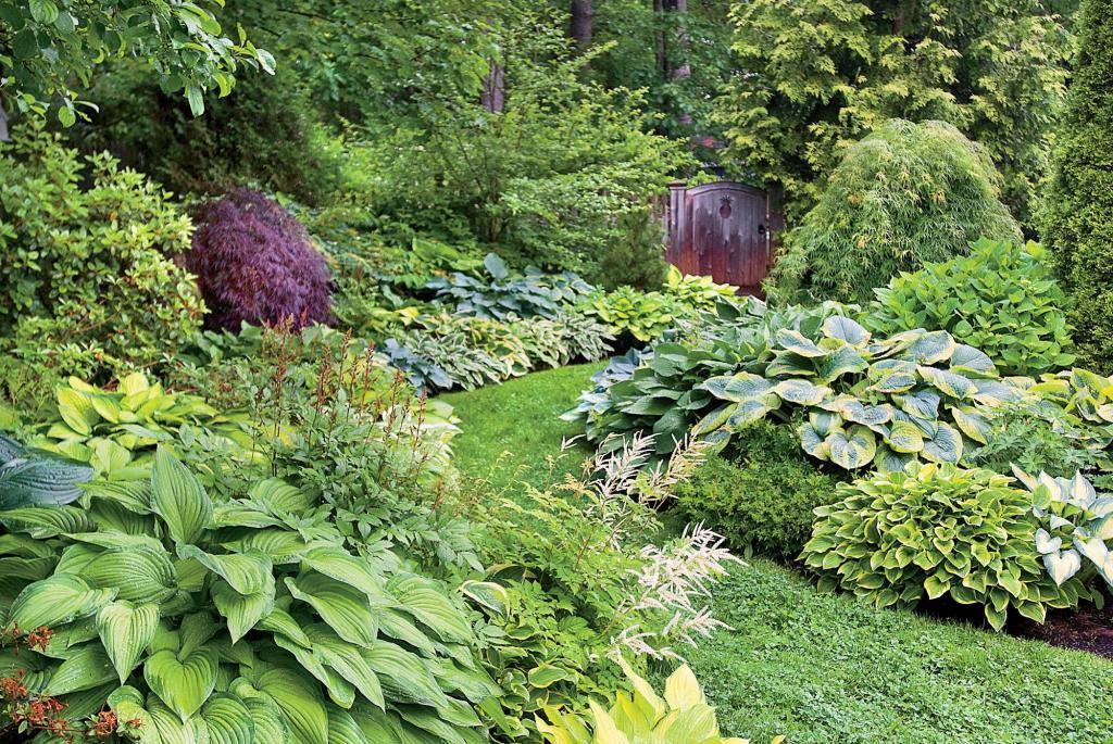 Хоста в ландшафтном дизайне: особенности ухода и гармоничные композиции для сада - ваш дом - медиаплатформа миртесен