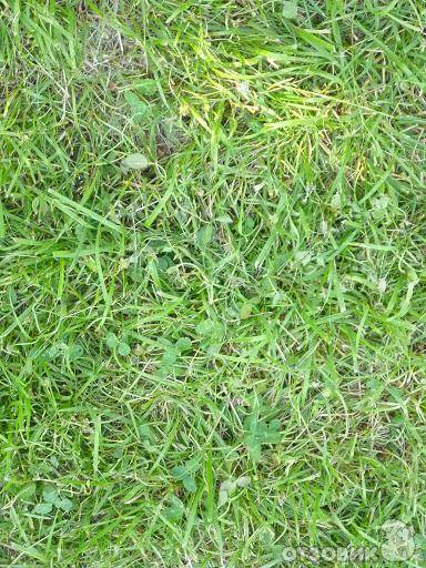 Трава для газона, вытесняющая сорняки: названия, посадка и уход