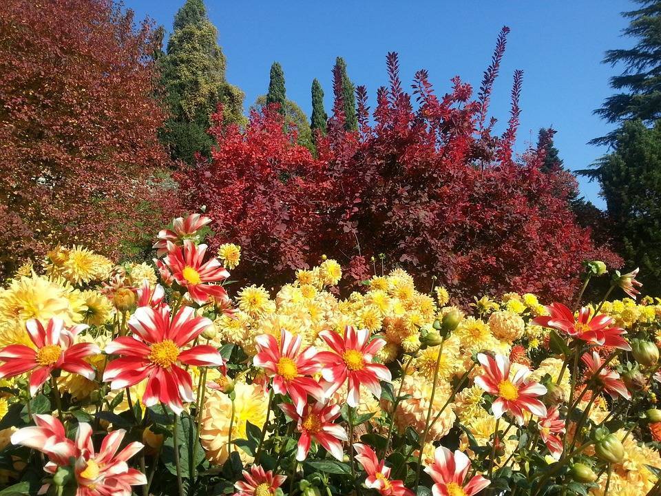 Осенние цветы в саду: 65 фото с названиями - happymodern