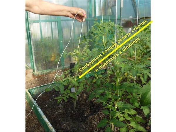 Как подвязать помидоры в теплице - пошаговая инструкция, выбор материалов и обзор приспособлений с фото и видео