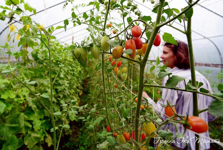 Что сделать, чтобы помидоры в теплице быстрее краснели