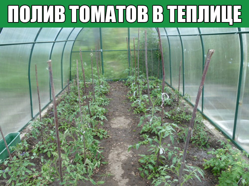 Как правильно поливать помидоры в теплице из поликарбоната как часто поливать томаты в теплице видео