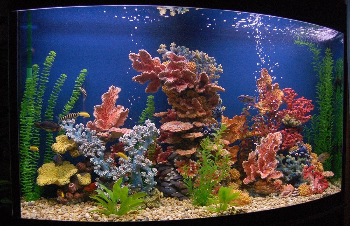 Декор аквариума 100 литров фото