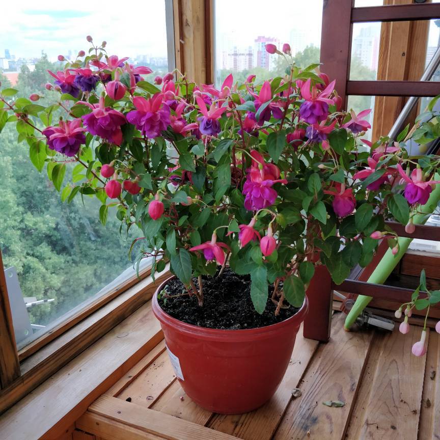Фуксия — выращивание и уход за цветоком в домашних условиях