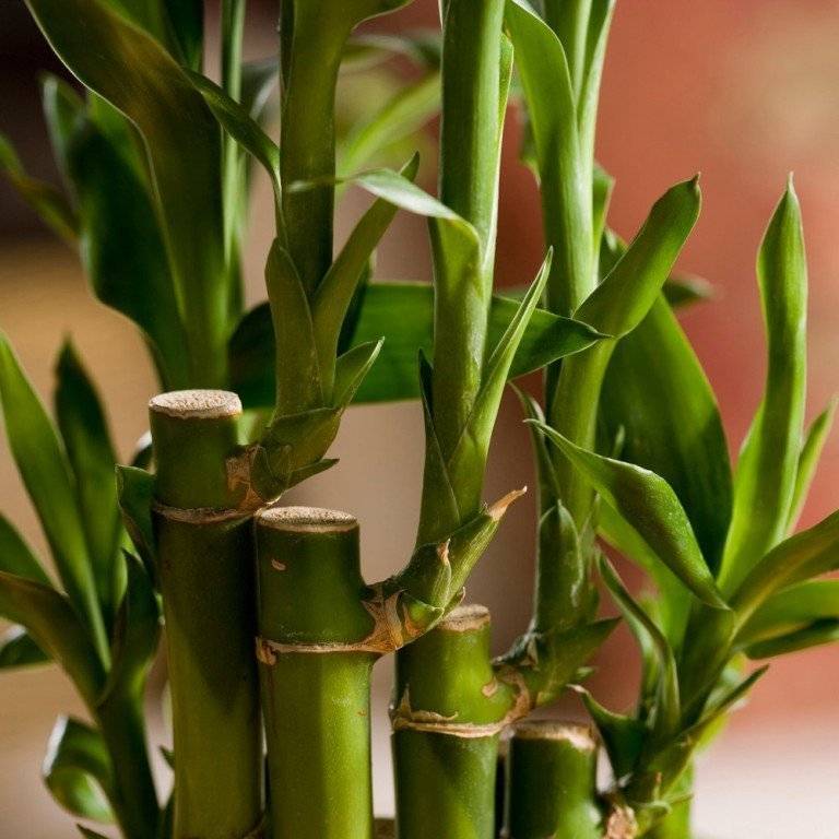 Бамбуковая пальма уход и выращивание в домашних условиях