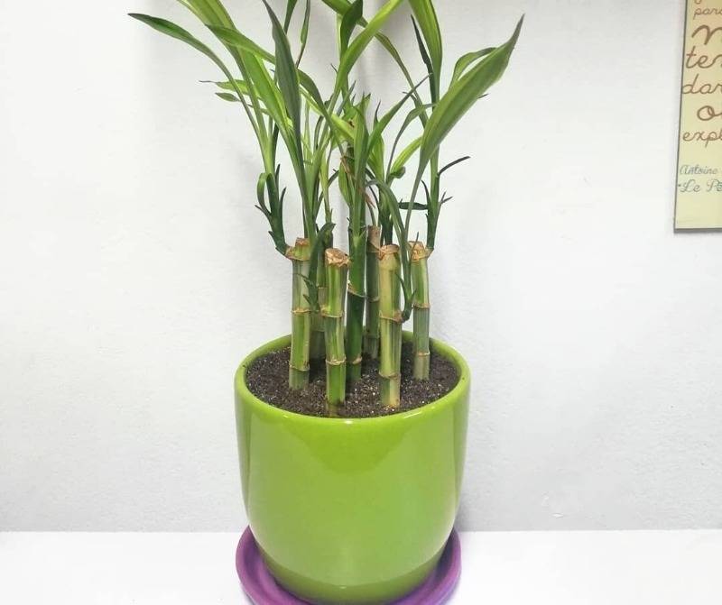 Бамбуковая пальма - уход в домашних условиях, фото растения