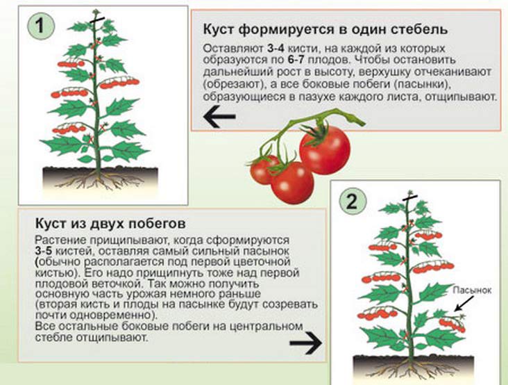 Прищипывание томатов в открытом грунте и теплице: нужно ли рассаду на подоконнике