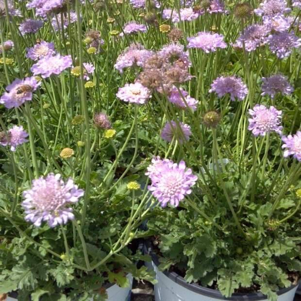 Многолетние цветы скабиоза: выращивание из семян и рассадой