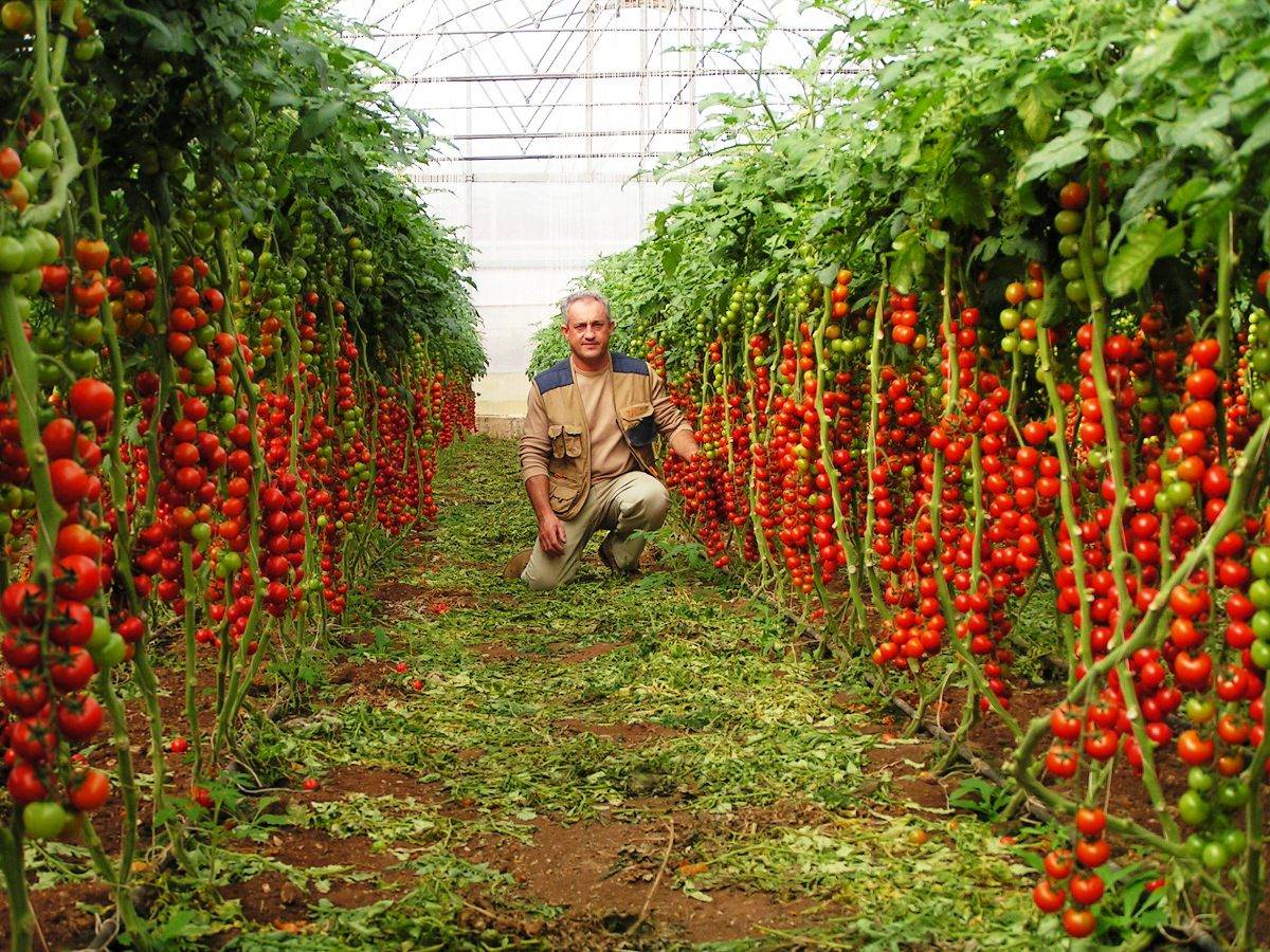 Правильная посадка и выращивание помидоров в теплице: как правильно выращивать, уход за томатами с видео