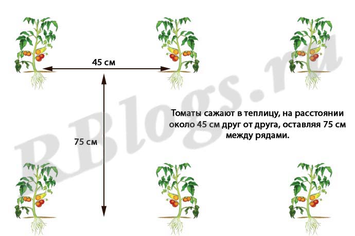 Какие отношения складываются между томатом и осотом