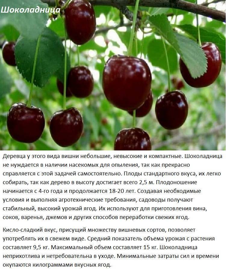 Романтичная ягода: подборка самых вкусных сортов черешни для средней полосы России