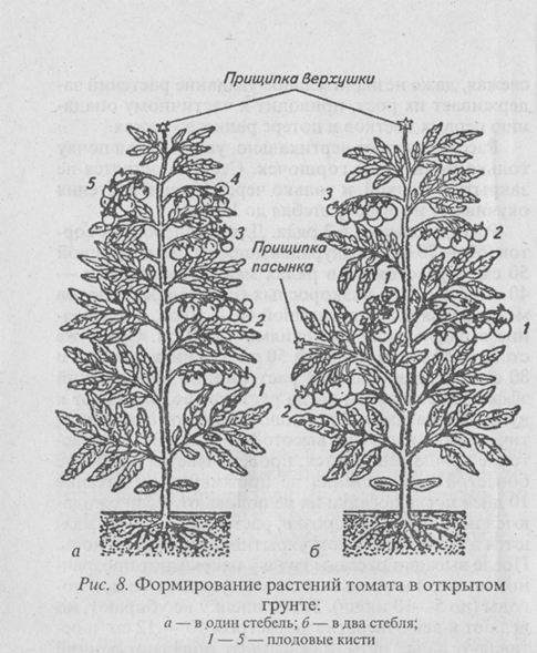 Схема прищипывания томатов в теплице рисунок