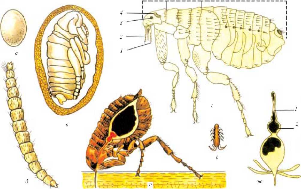 Какой цифрой обозначена на рисунке стадия человеческой блохи приносящая непосредственный вред