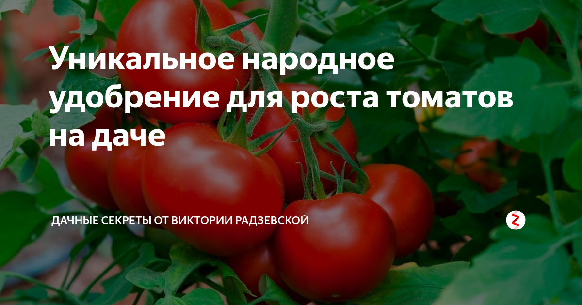Как опылять помидоры в теплице и нужно ли это делать