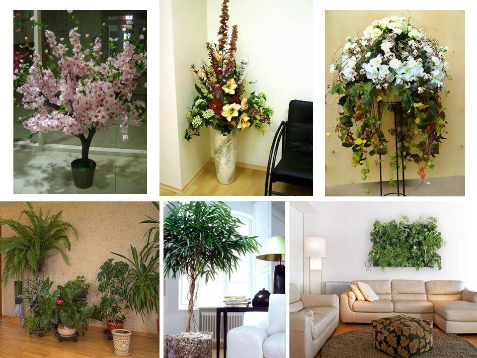 Комнатные растения: как оформить интерьер цветами и растениями (38 фото)