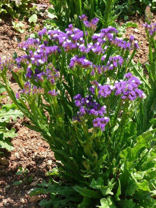 Цветок статица (кермек): посадка и уход в открытом грунте, фото, выращивание из семян