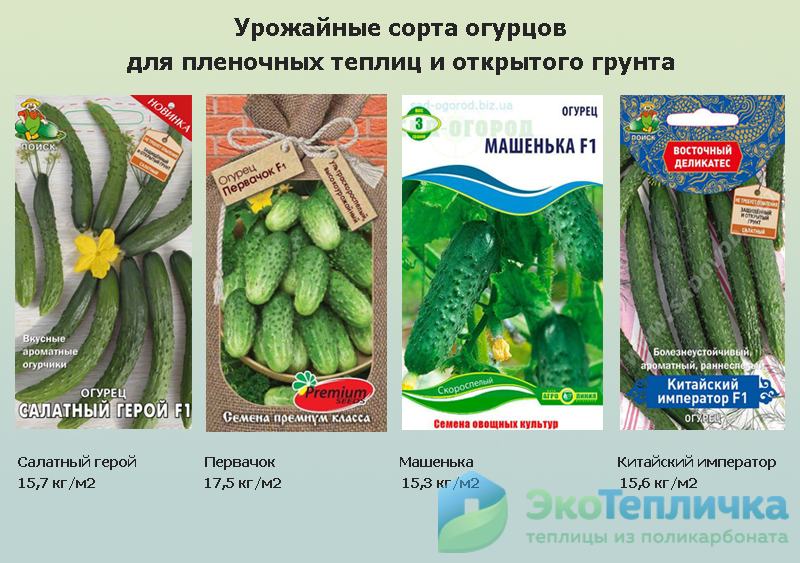 Лучшие сорта огурцов для парников: самый полный обзор