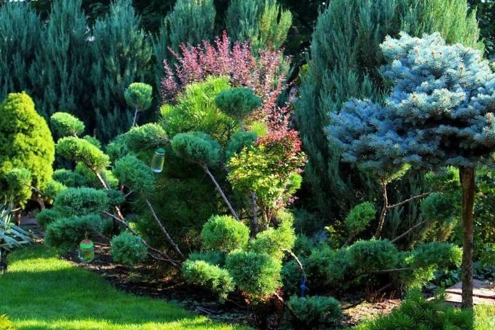 Лучшие хвойные растения для сада — статья которая поможет вам красиво скомбинировать растительность, виды и названия растений в обзоре!