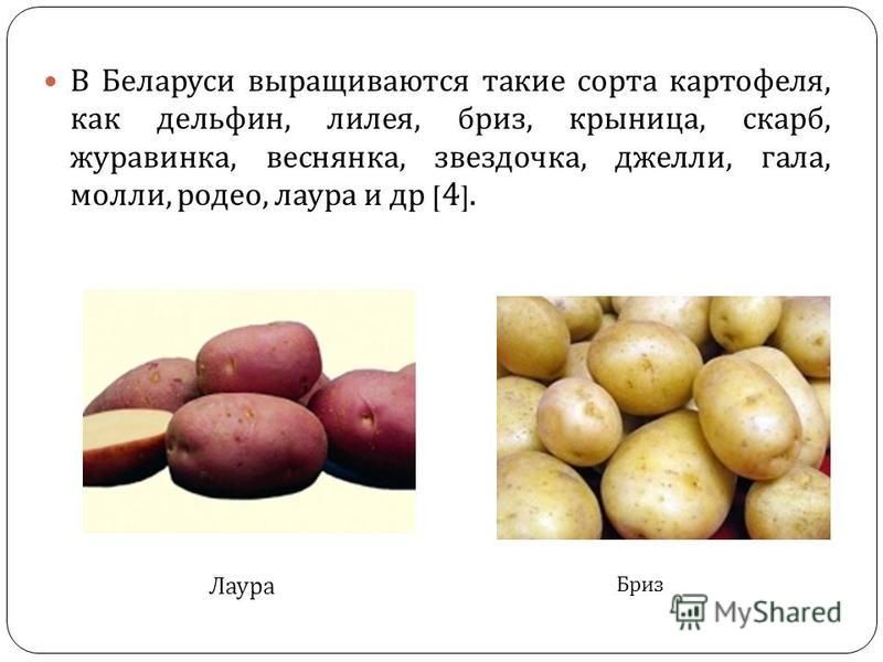 Картофель скарб: описание сорта, фото, отзывы, вкусовые качества, посадка и уход