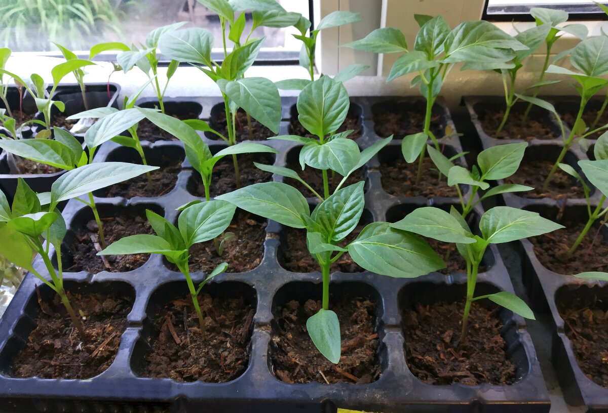 Уход за перцами в теплице от посадки до урожая: подготовка рассады и почвы, выбор лучших сортов