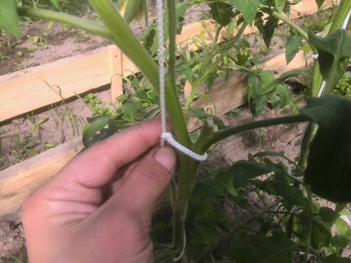 Как подвязывать помидоры в теплице из поликарбоната: как правильно подвязать и подвязка - опоры своими руками, без кольев