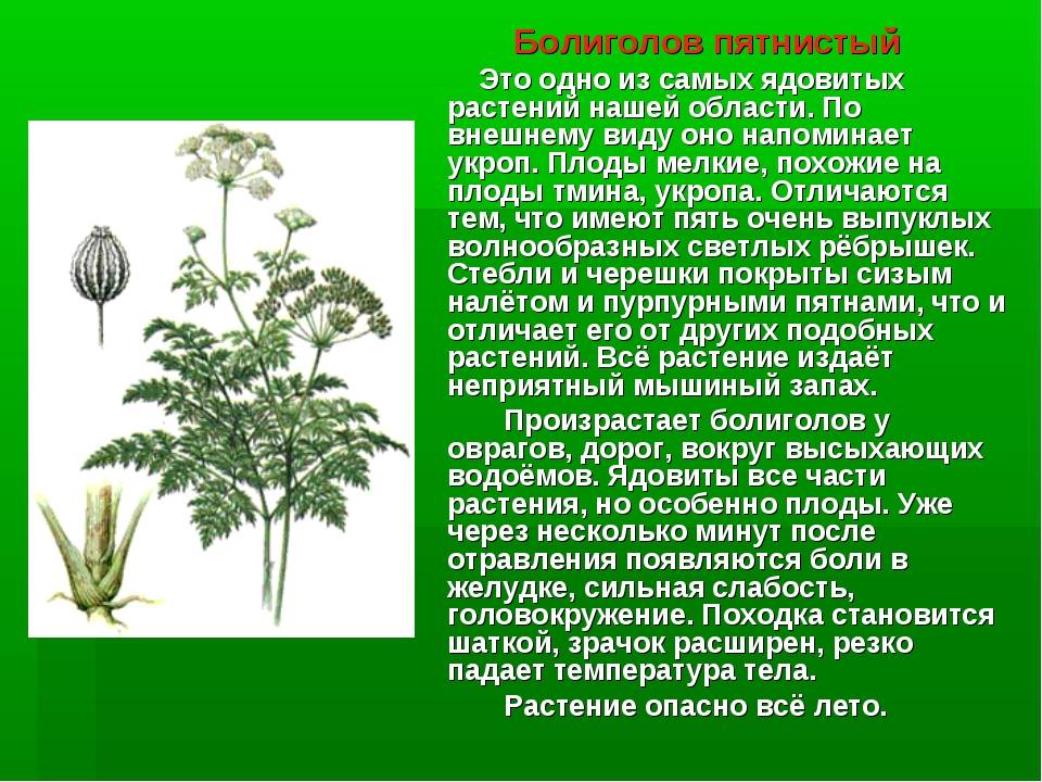 Все о болиголове: описание растения и особенности его лекарственного применения