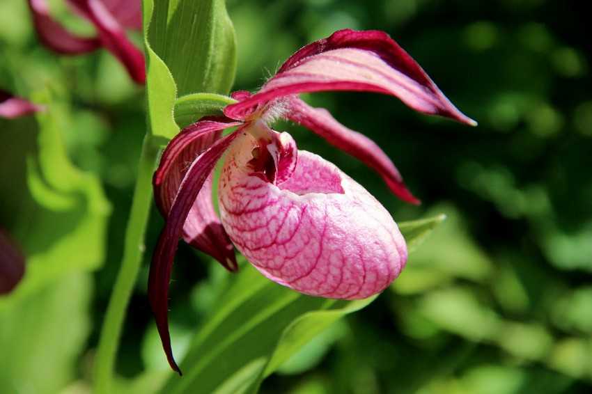 Как вырастить в собственном саду свои первые орхидеи - венерины башмачки на supersadovnik.ru