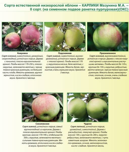 Лучшие сорта яблок - фото, названия и описания (каталог)