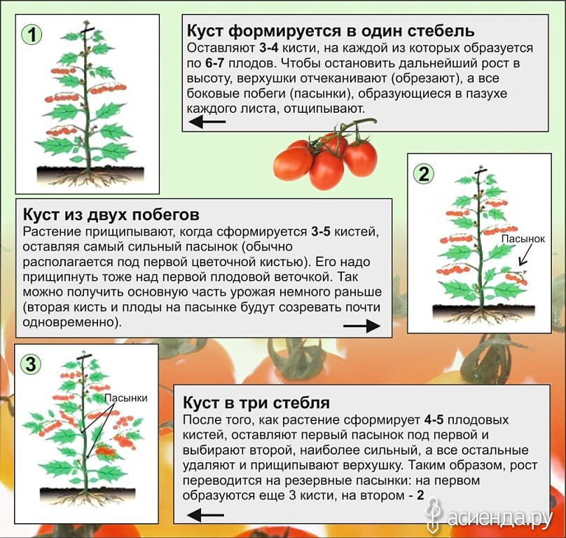 Прищипка томатов в теплице схема