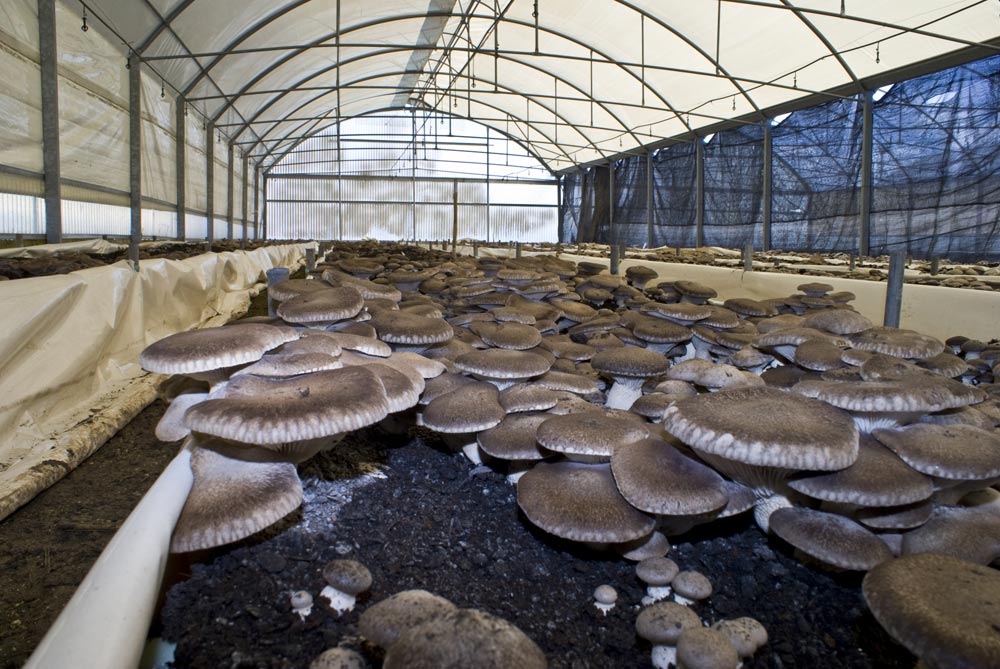 Выращивание грибов как бизнес: виды, оборудование, бизнес-план