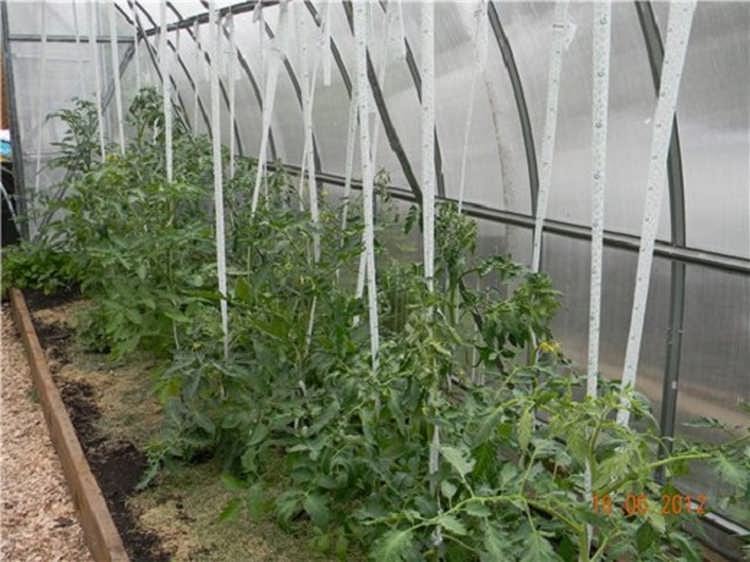 Подвязка помидоров: чем и как подвязывать томаты в теплице
