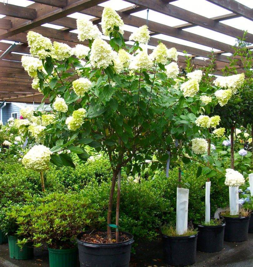 Гортензия метельчатая `лаймлайт`, hydrangea paniculata `limelight`®