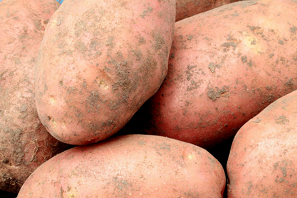 Картофель лапоть: описание сорта с фото, правила выращивания и отзывы