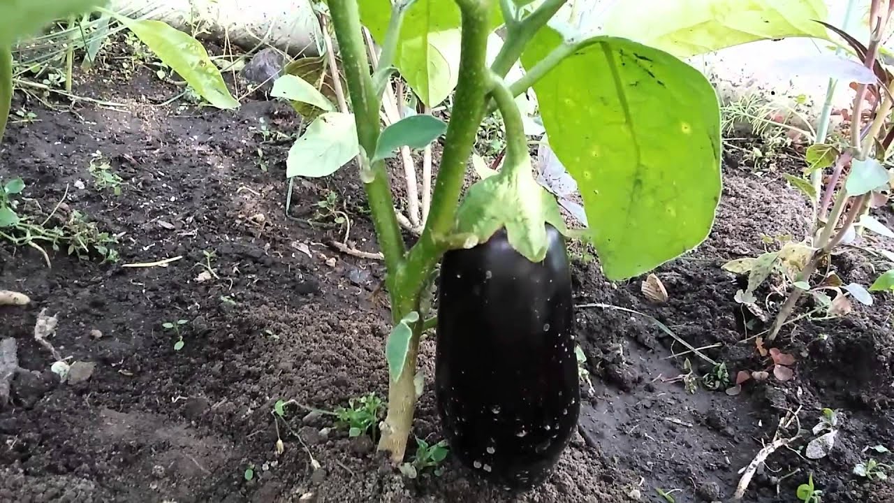 Теплолюбивые соседи: можно ли выращивать перец и баклажан на одной грядке?