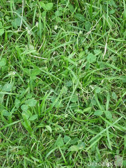 Трава для газона, вытесняющая сорняки: виды, правила посадки и ухода