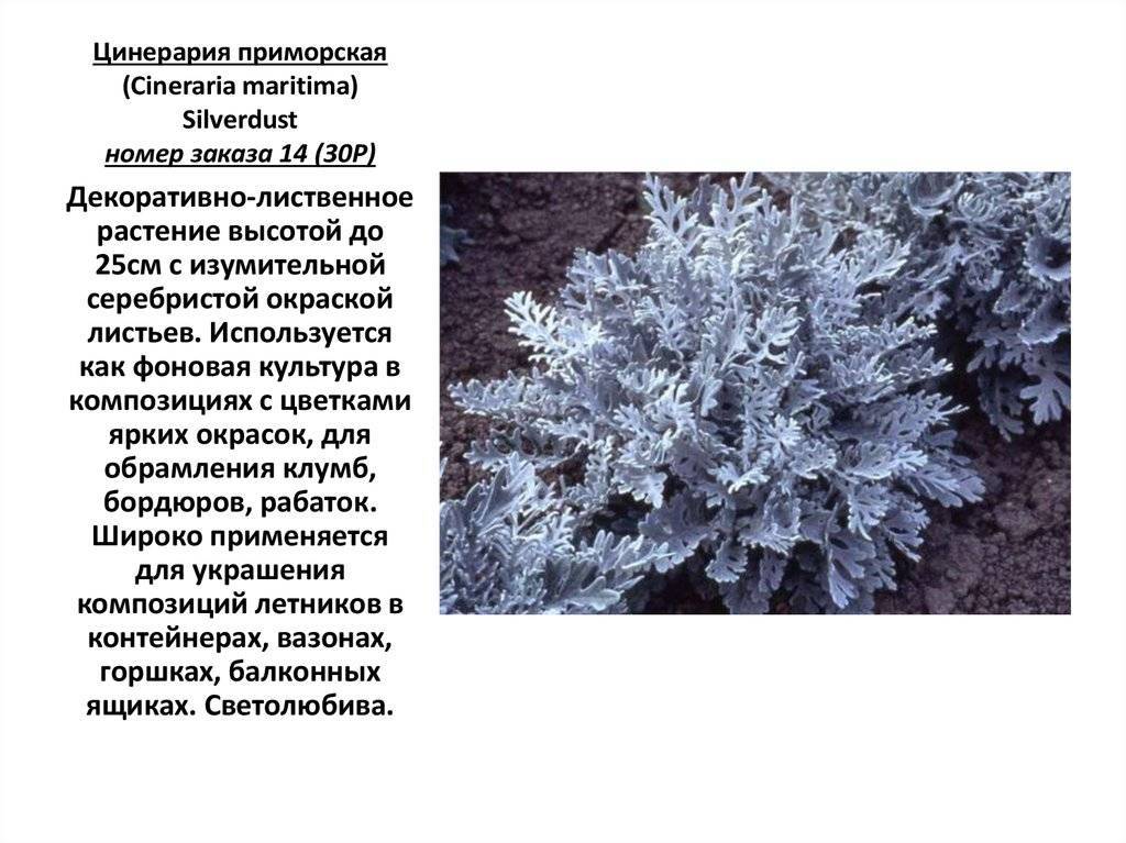 Цинерария cineraria