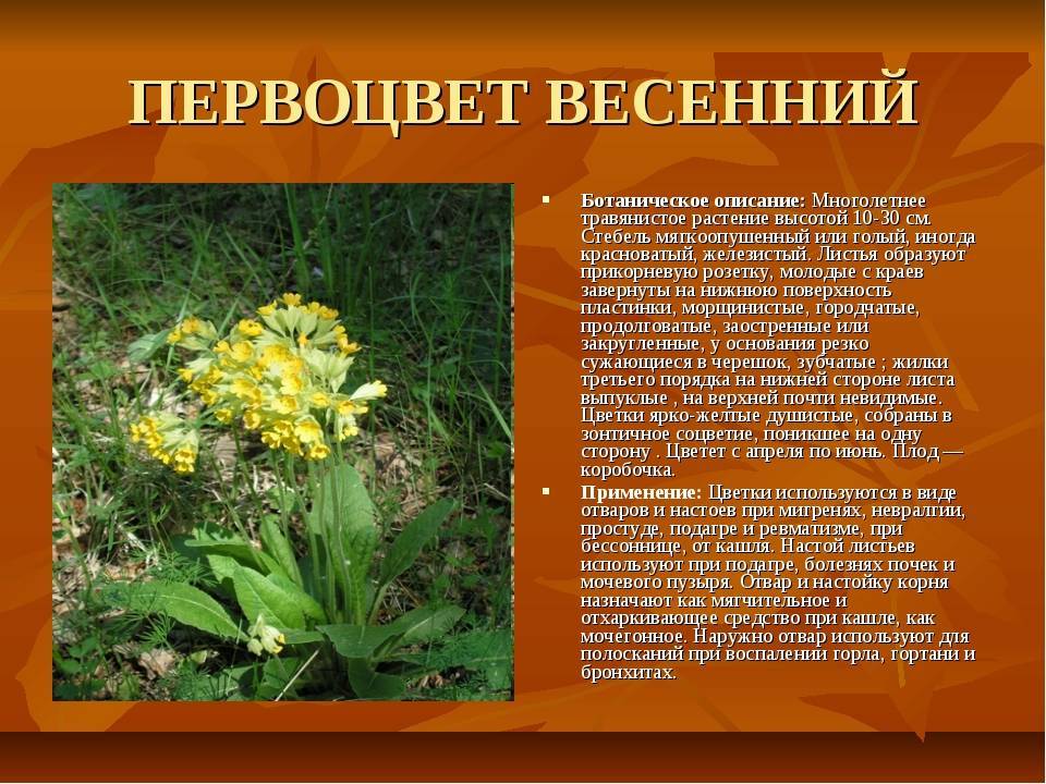 Первоцветы красноярского края фото и описание