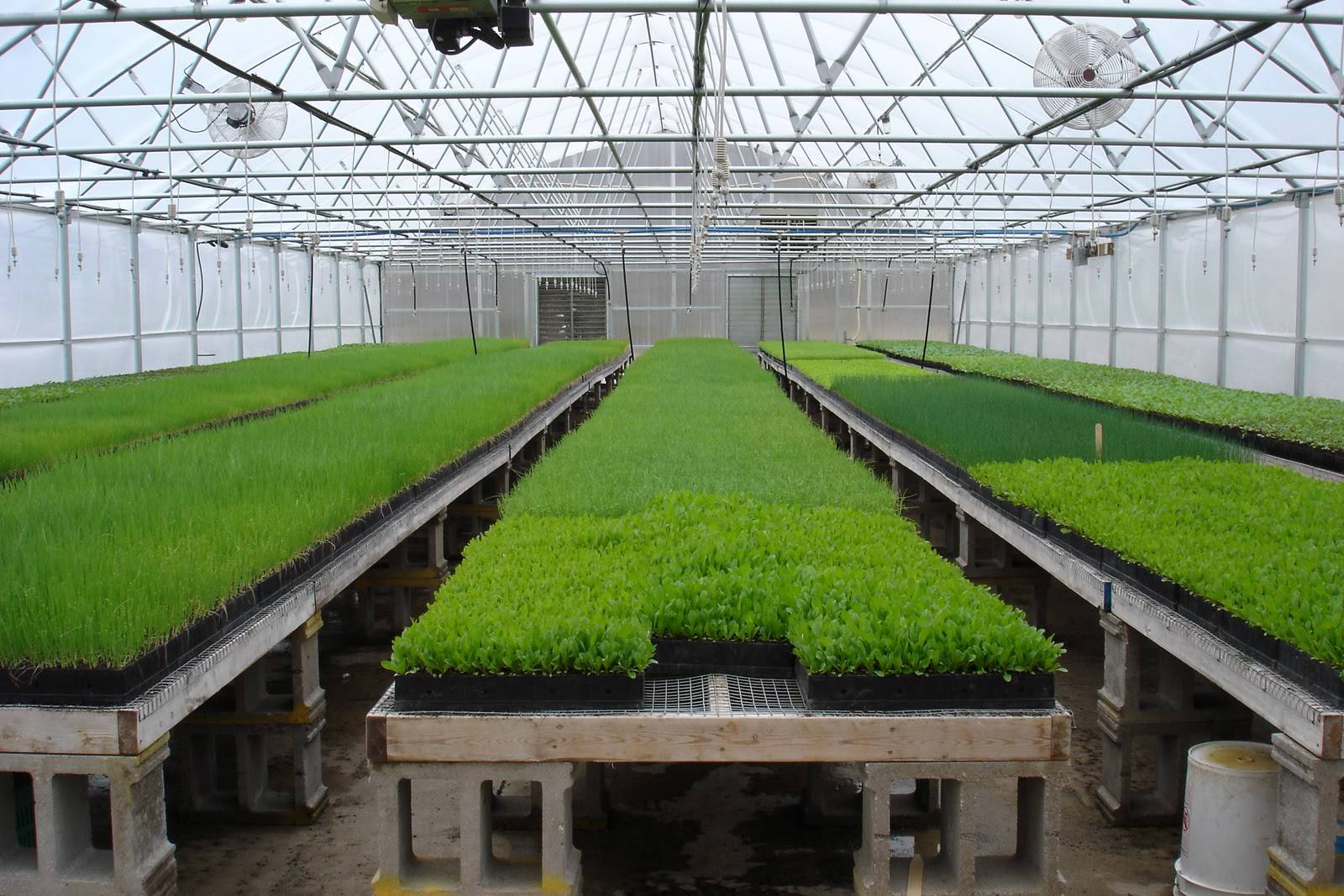 Выращивание зелени в теплице как бизнес: 4 плюса