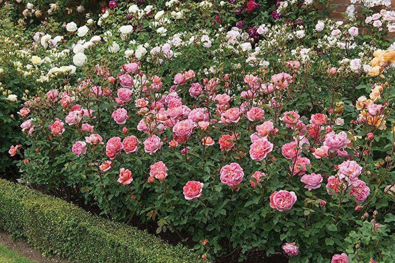 Роскошные кустовые розы: 50 изысканных садов с королевским ландшафтом (фото) - «ландшафтный дизайн» » все о сауне