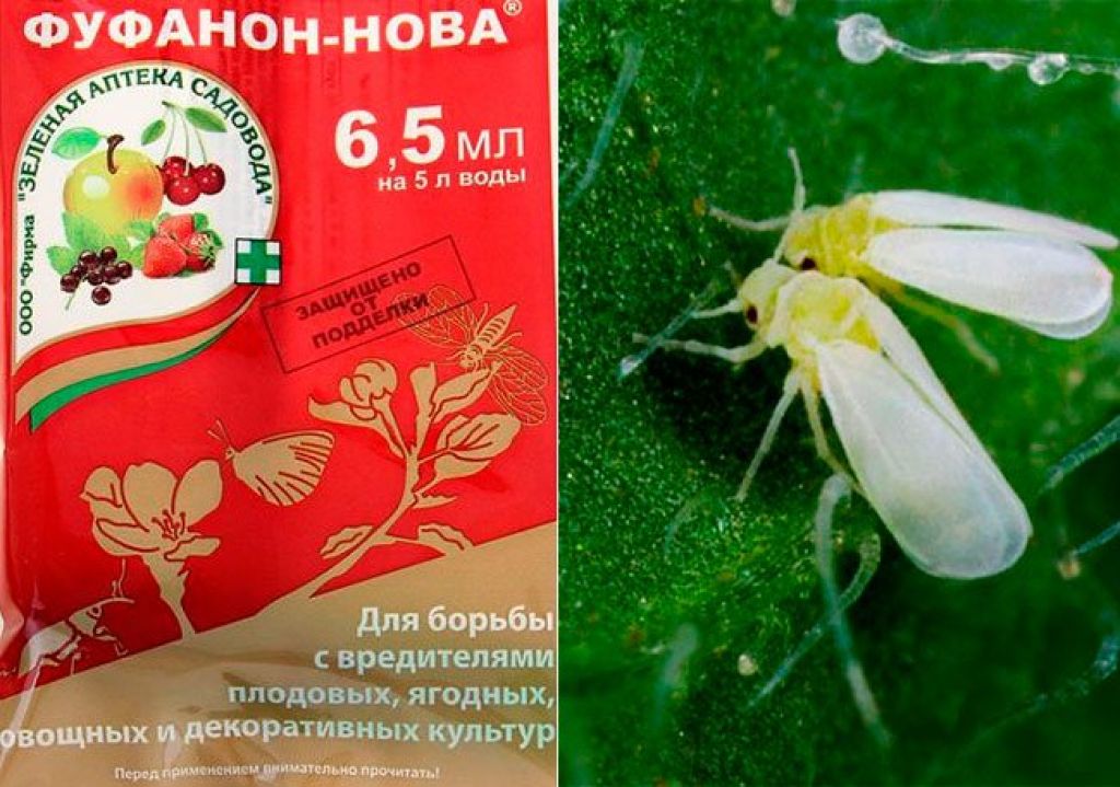 Белокрылка в теплице на томатах: как избавиться и методы борьбы