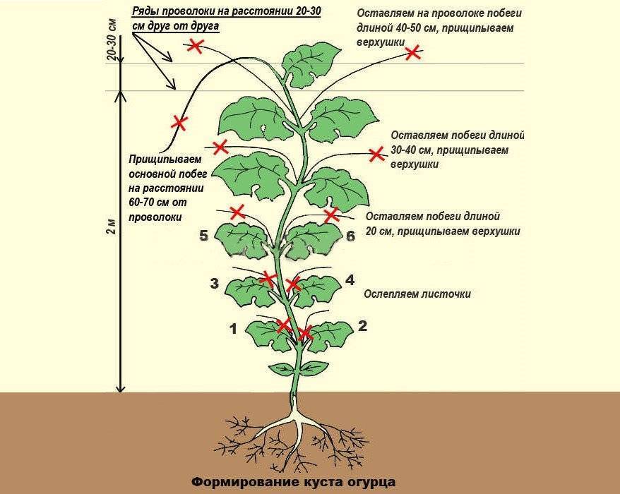 Обрезка огурцов в теплице для начинающих схема и описание фото пошагово