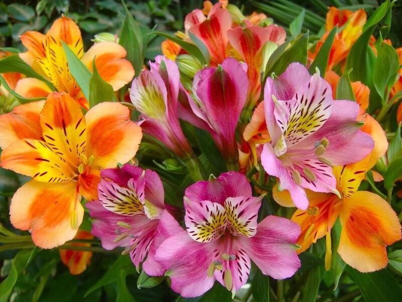 Как сделать чтобы цветок альстромерии дал корень. альстромерия (50 фото): яркая и привлекательная лилия инков