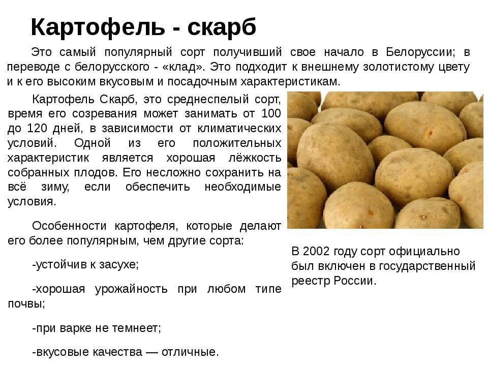 Картофель Скарб — урожайный картофель с непревзойдённой лёжкостью