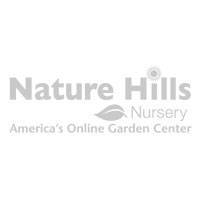 Гортензия лаймлайт – описание и фото, посадка и уход в открытом грунте, отзывы садоводов