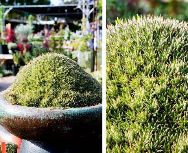 Суккуленты (50 фото): чудные растения,  привыкшие к засухе